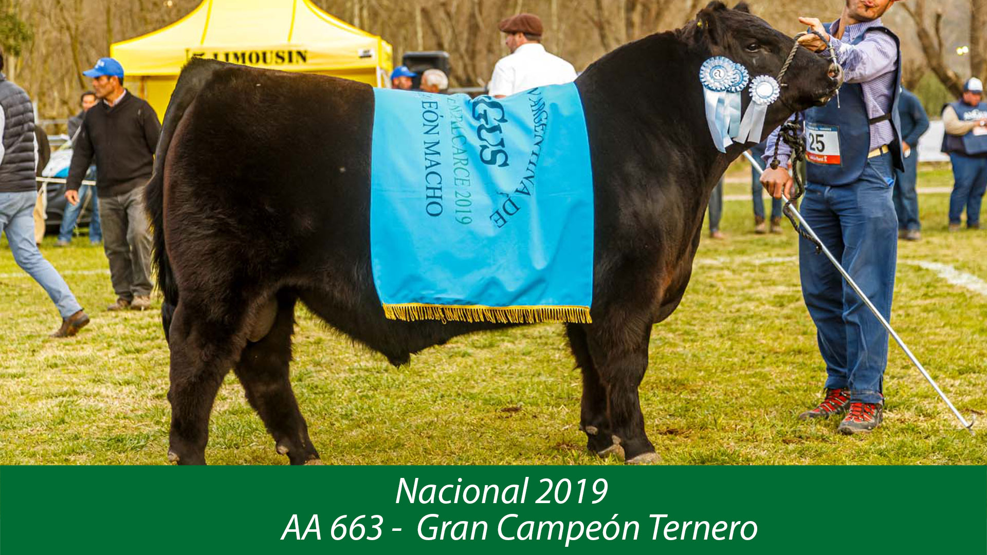 Nacional-2019---Gran-Campeón-Ternero