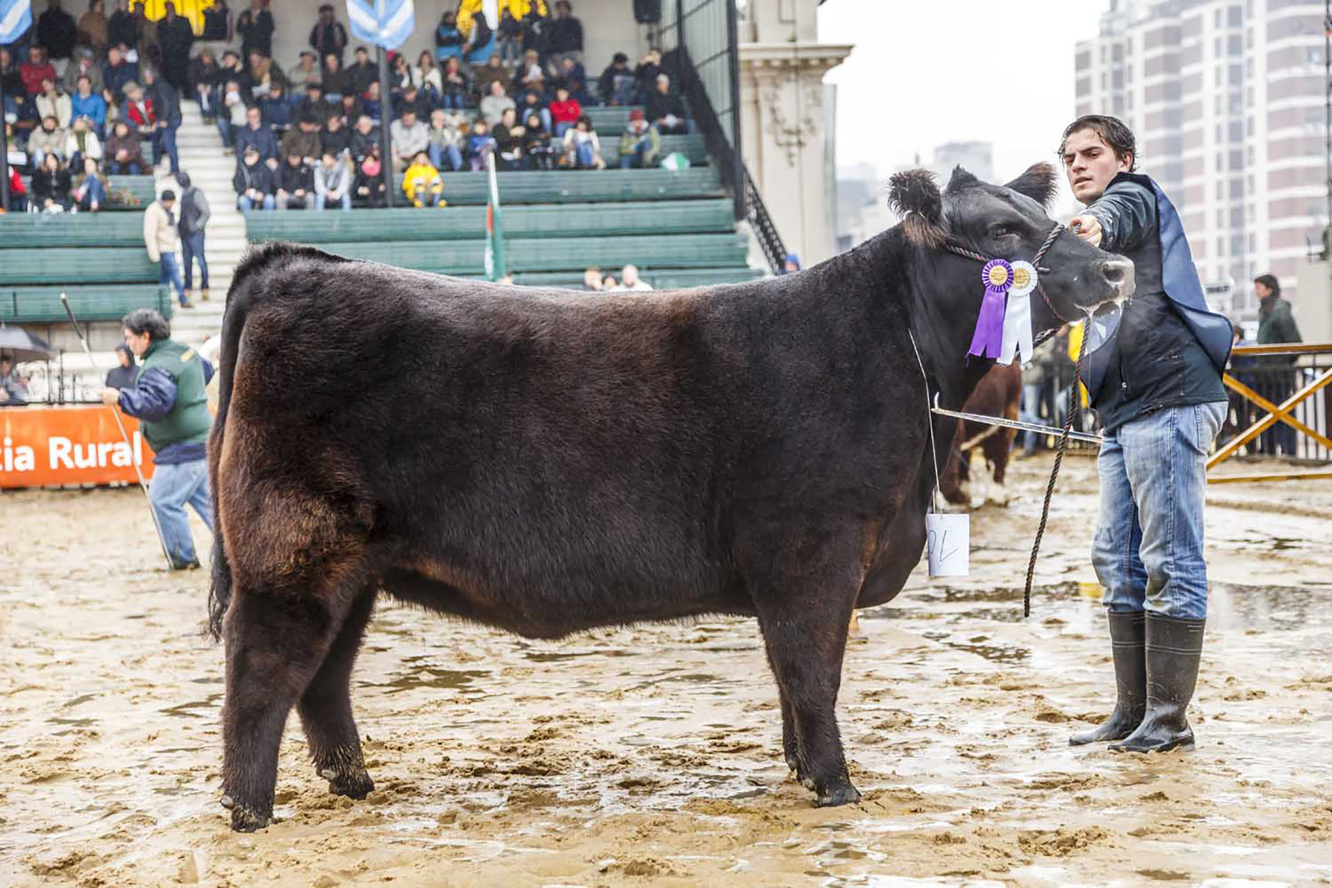 ABIGALE, Res. Campeón Vaquillona Intermedia