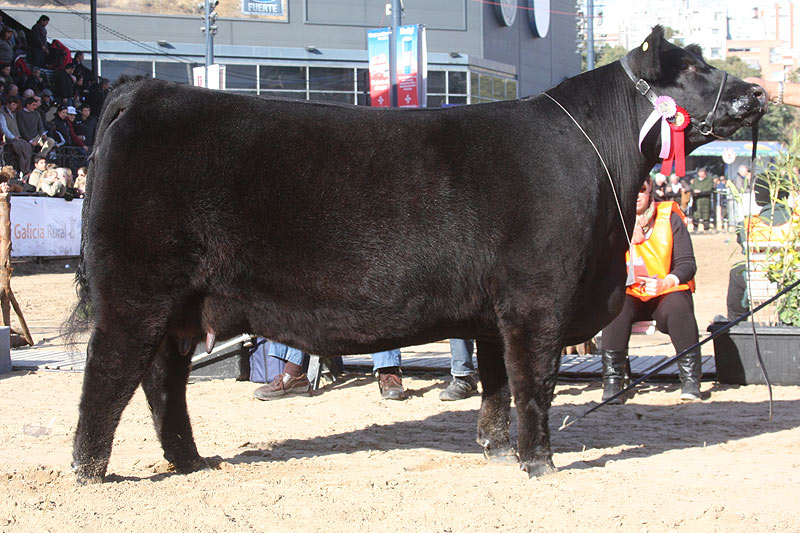 RP 2486, Reservado Campeón Vaquillona Mayor