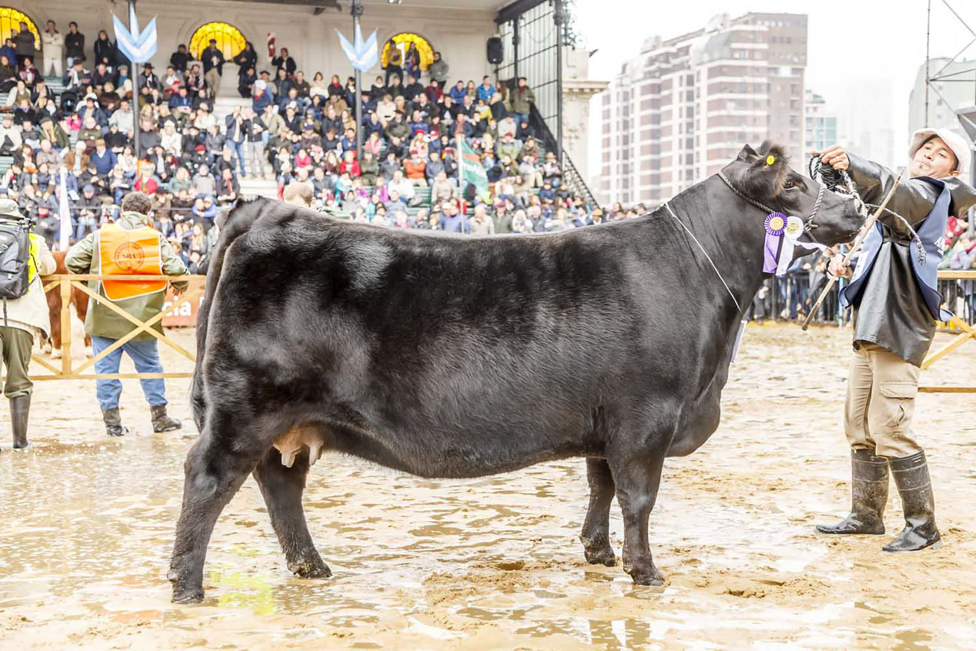 GENERALA, Res. Campeón Vaca