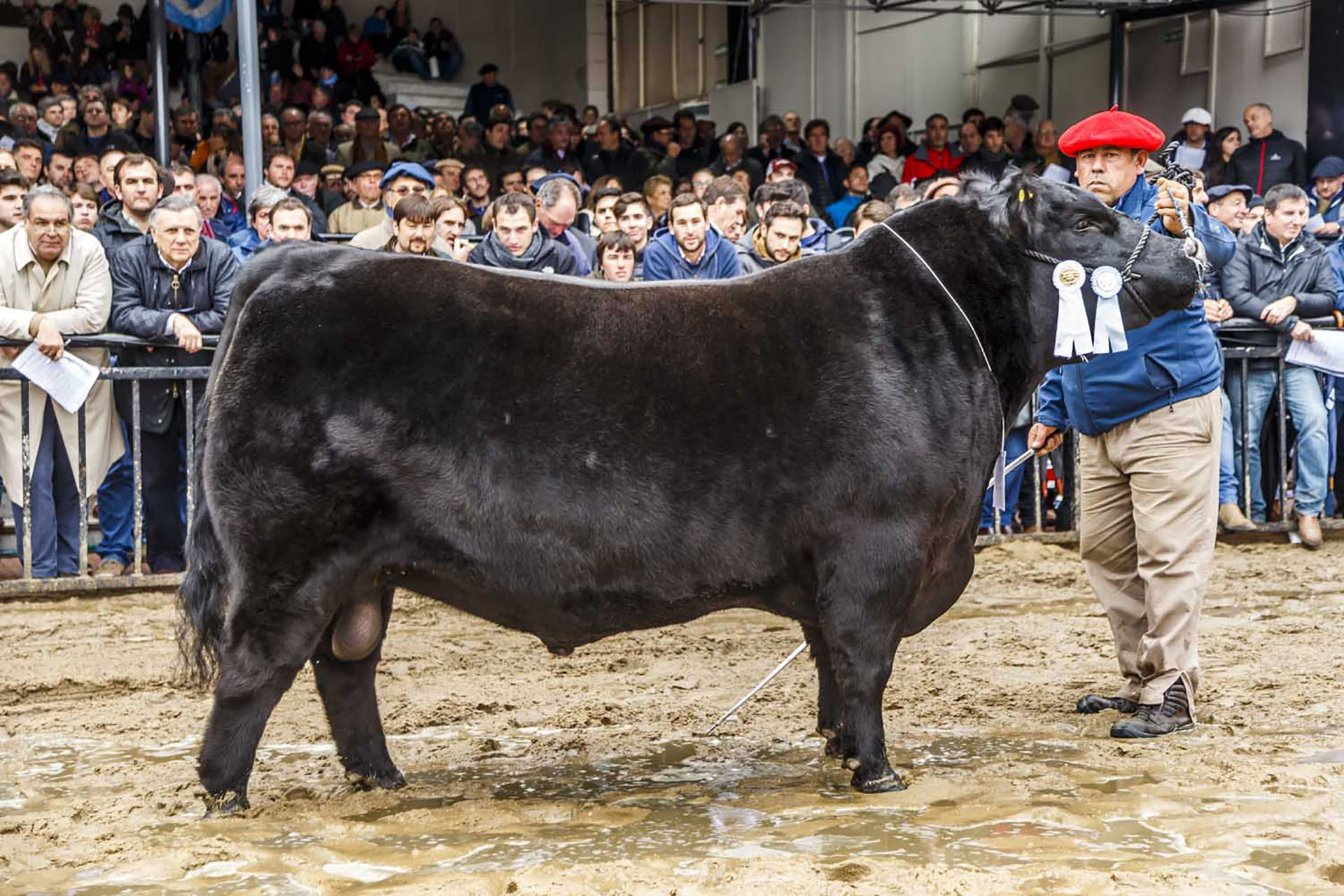 ELEGIDO, Campeón 2 Años Mayor