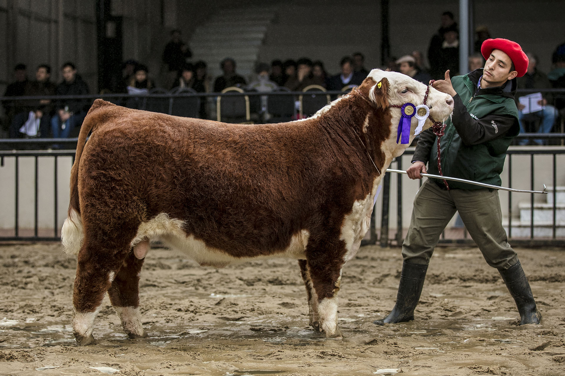 EXOCET, Res. Campeón Ternero Menor