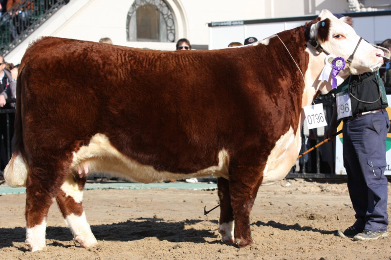 FARSA, Reservado Campeón Vaca