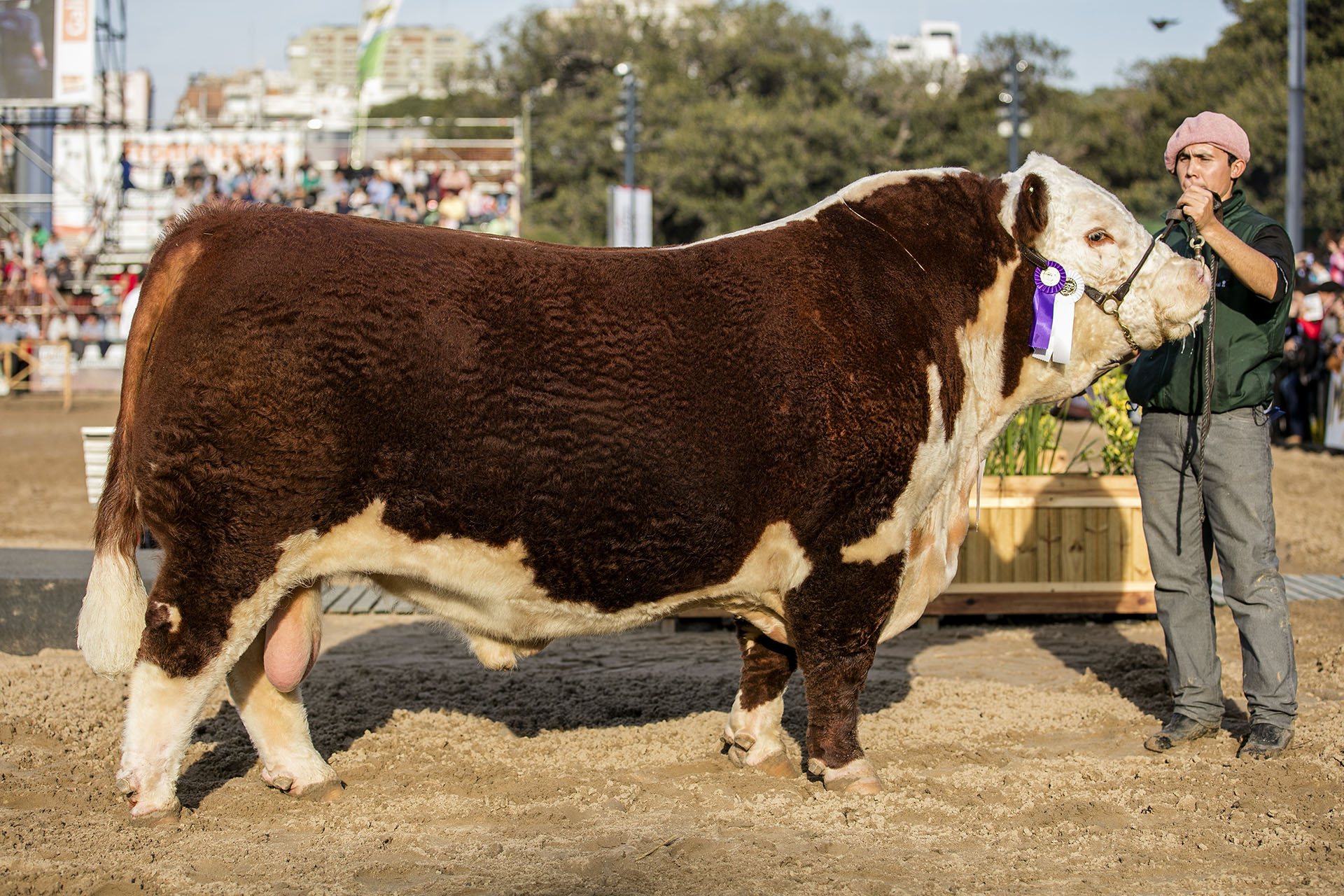 FUNDADOR, Res. Campeón Senior – 3er Mejor Toro