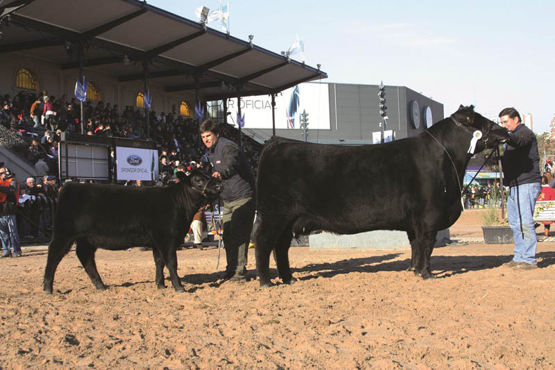 GENERALA, Campeón Vaca con Cría