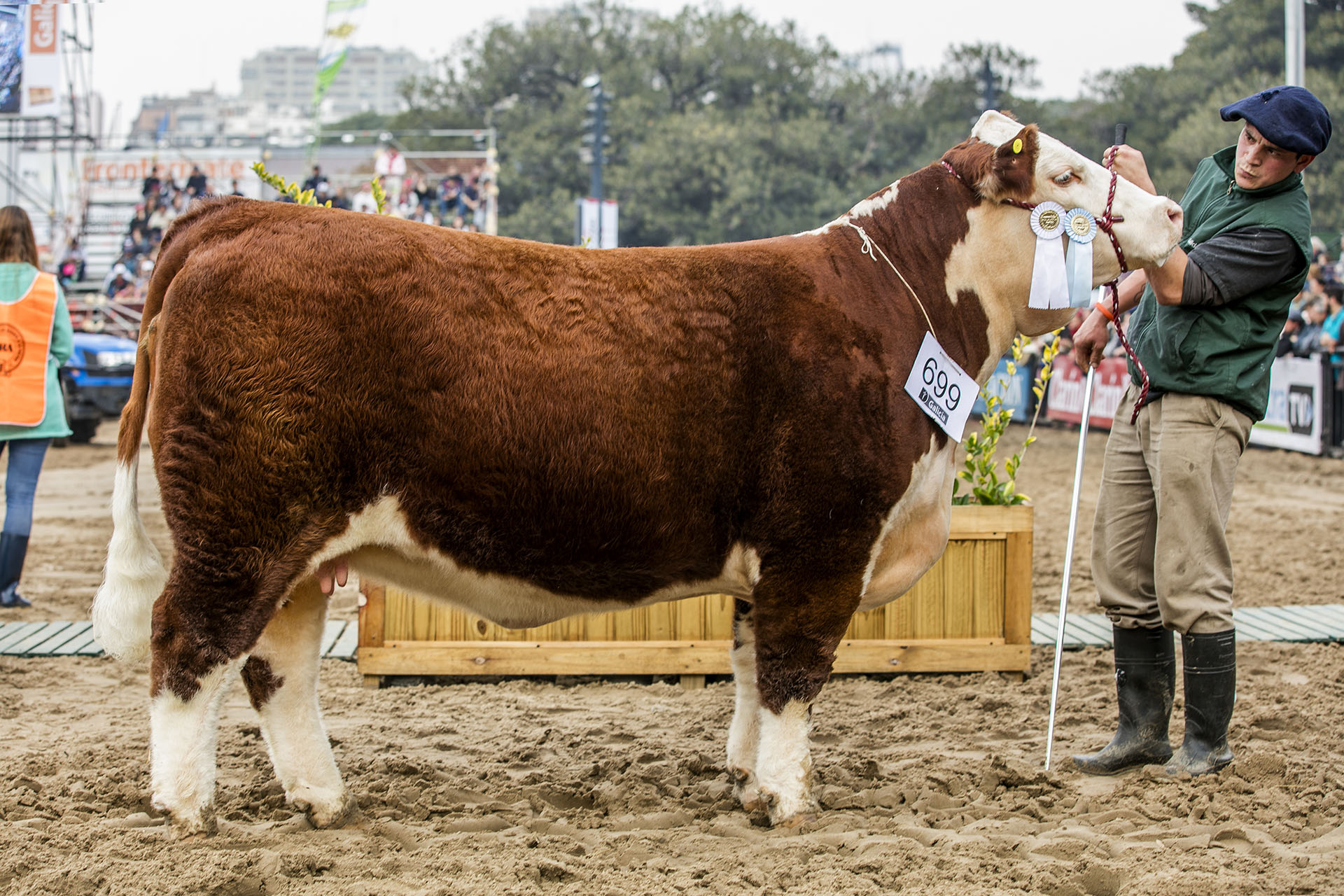 GOOD FINLANDESA, Campeón Vaca Jóven