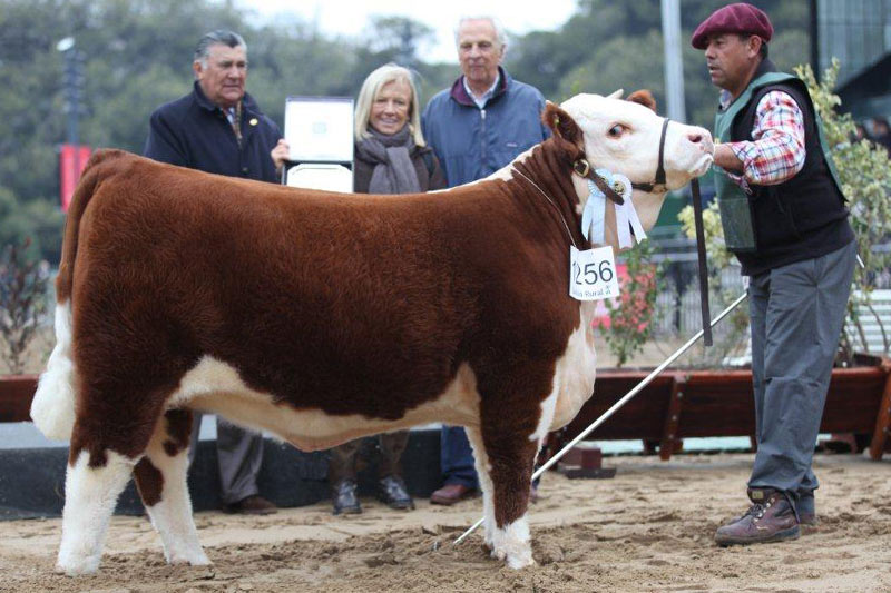 GOOD GITANA, Campeón Hembra Hereford