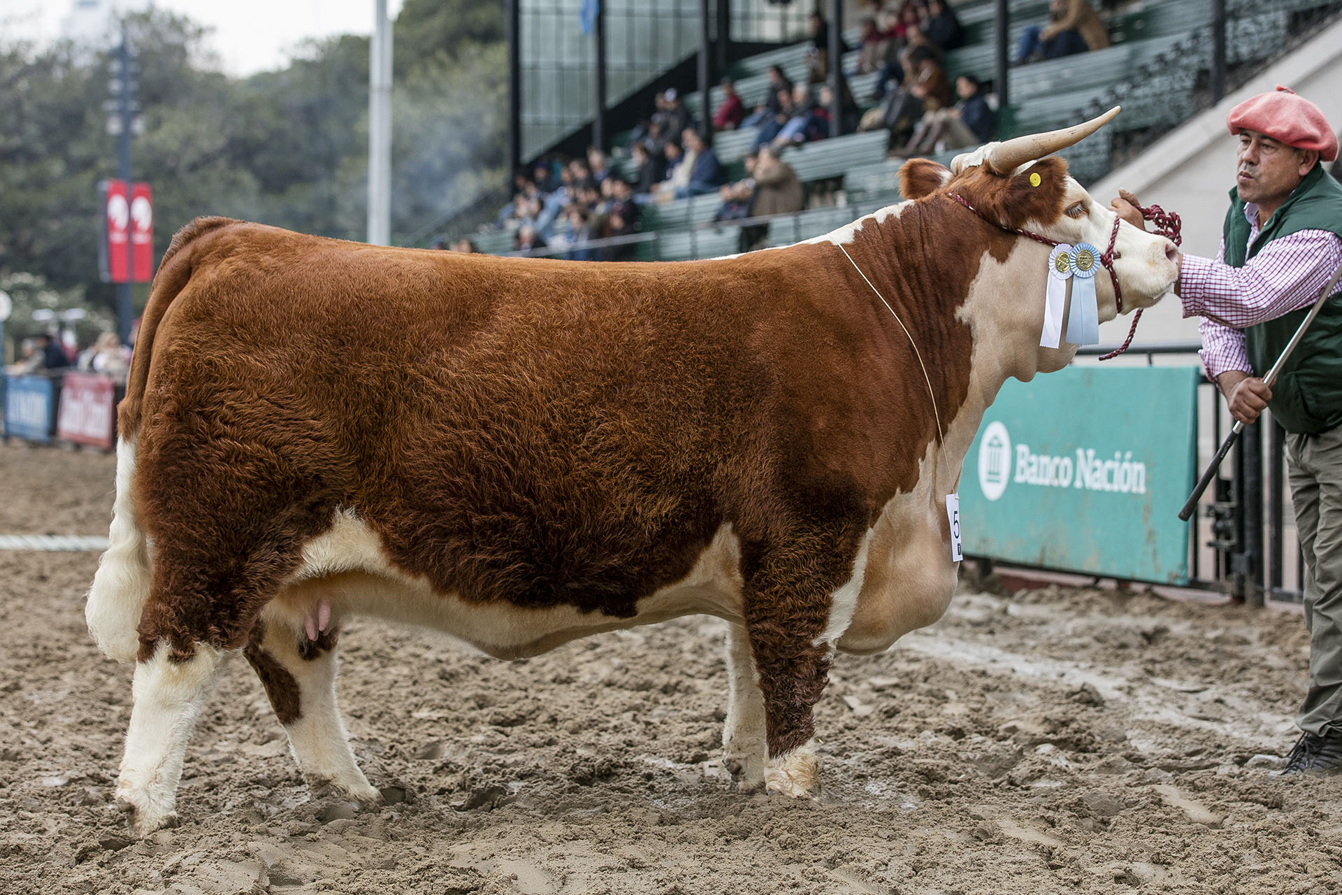 GOOD GITANA, Campeón Hembra Hereford