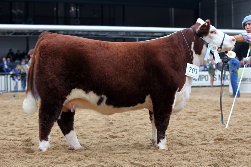 HERMOSA, Campeón Vaca