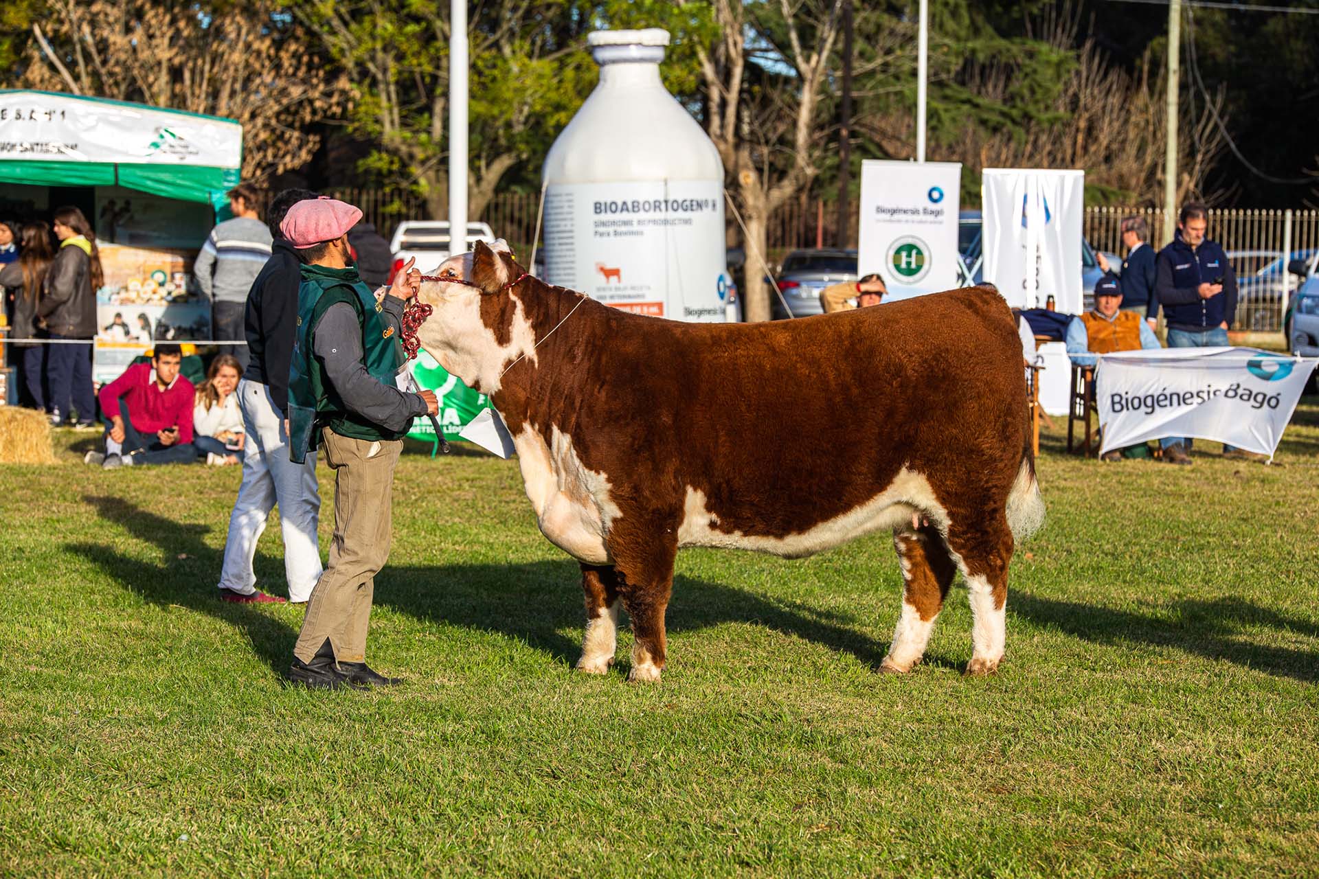 LADY LUCIA, Res. Campeón Vaquillona Mayor