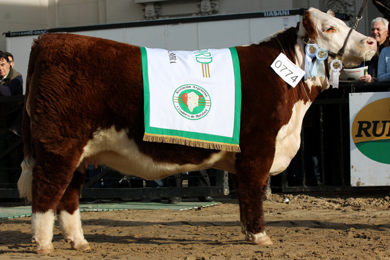 LADY REVOLTOSA, Gran Campeón Hembra