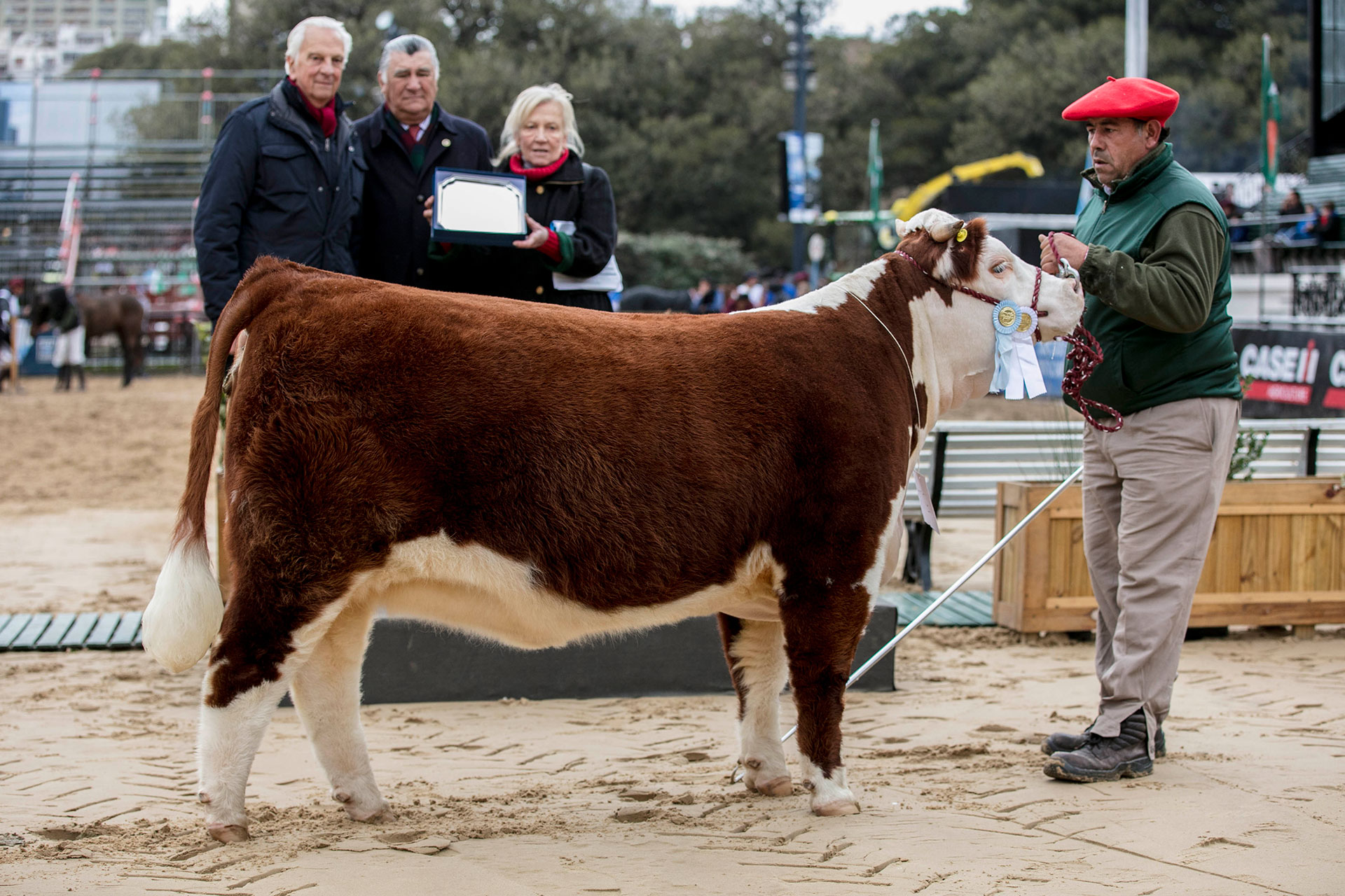 LLAMATIVA, Campeón Hembra