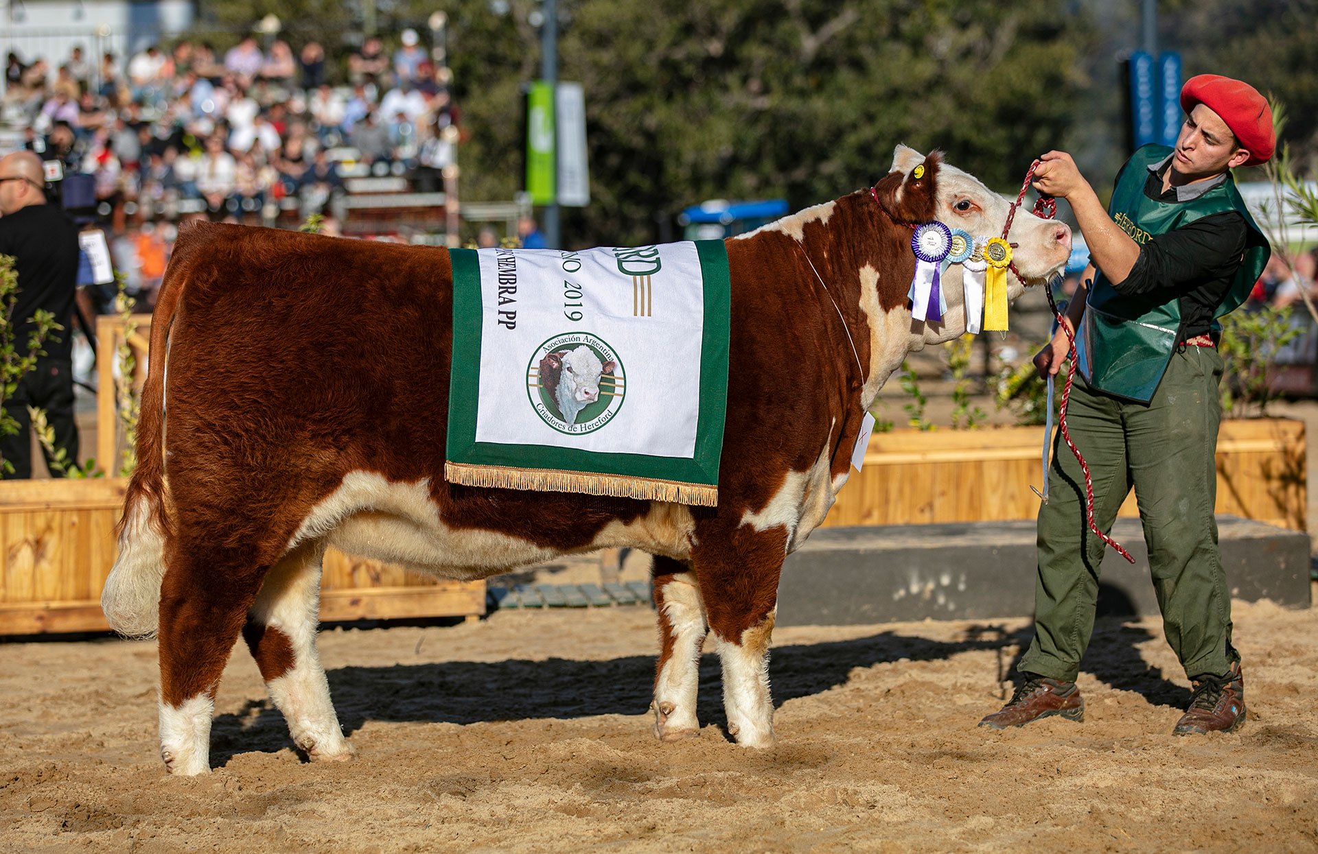 LABORIOSA, Res. Gran Campeón Hembra