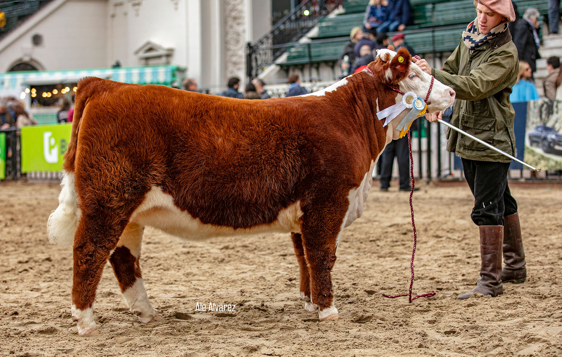 LADY ANTONIA, Campeón Hembra