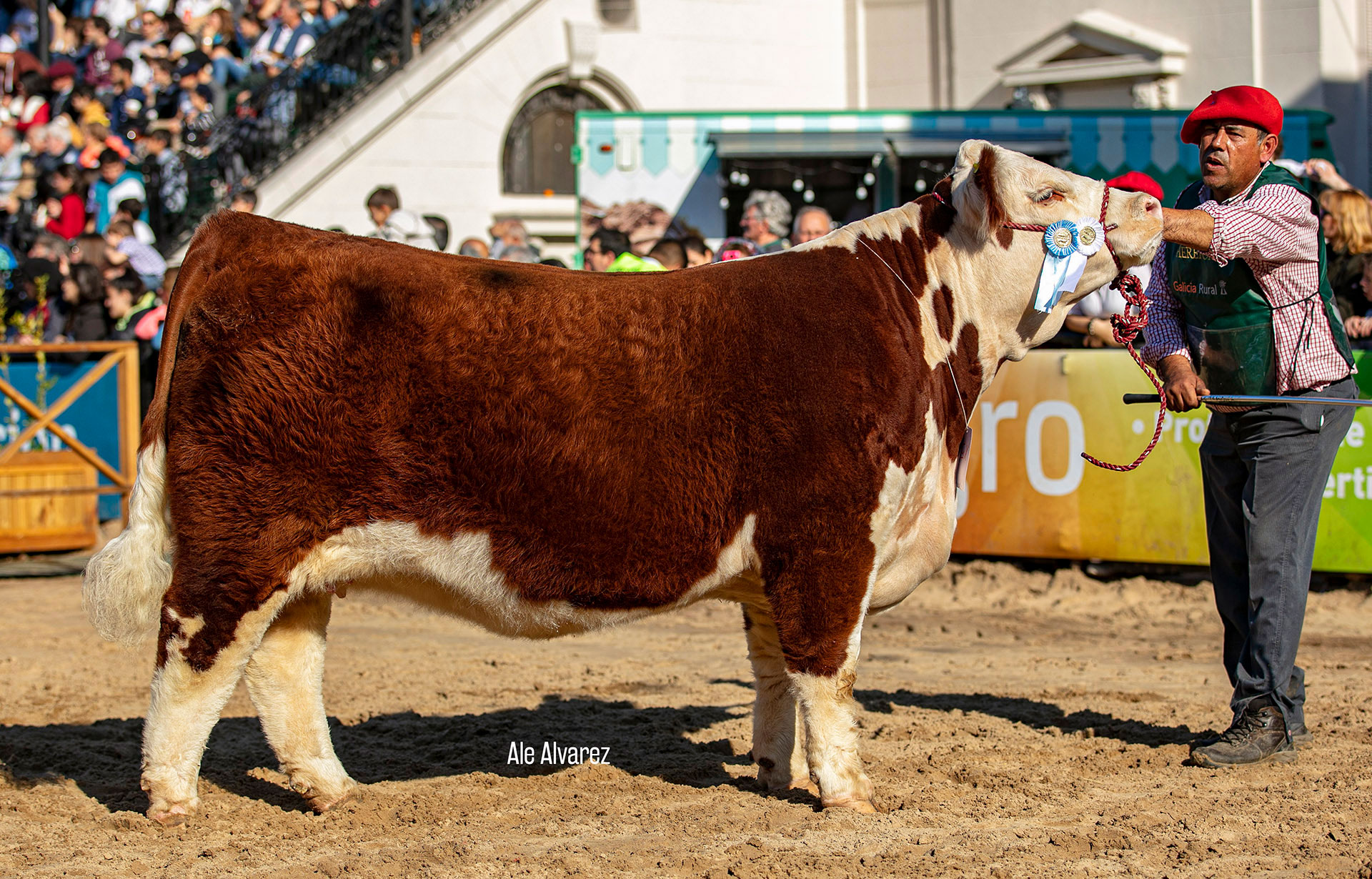 LILI, Campeón Vaquillona Menor