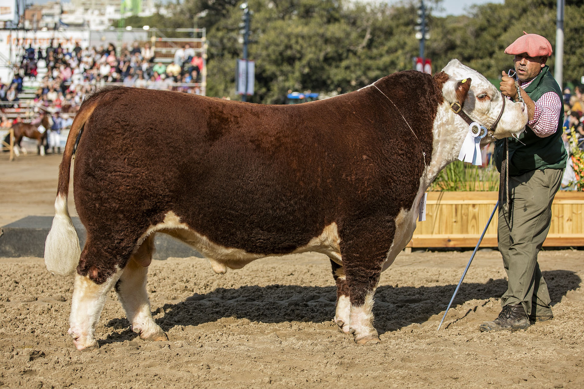 MINISTRO, Campeón 2 Años Menor