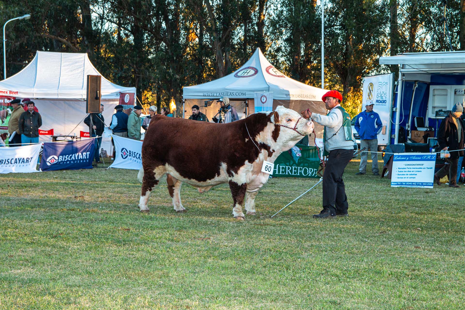 SIR TRAVIESO, Campeón 2 Años Mayor