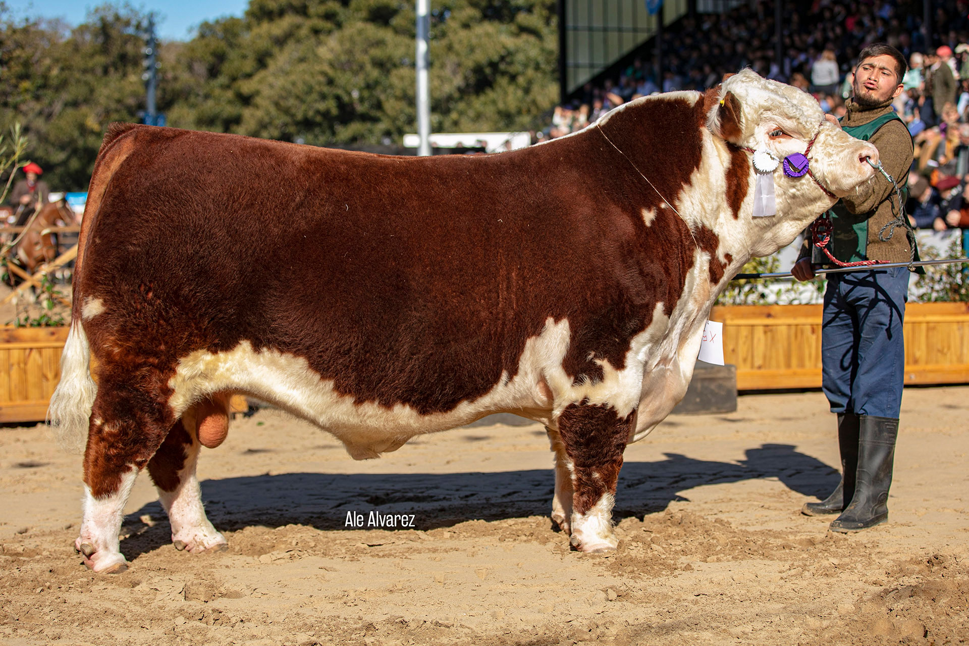 SIR TRAVIESO, Res. Campeón Dos Años Mayor