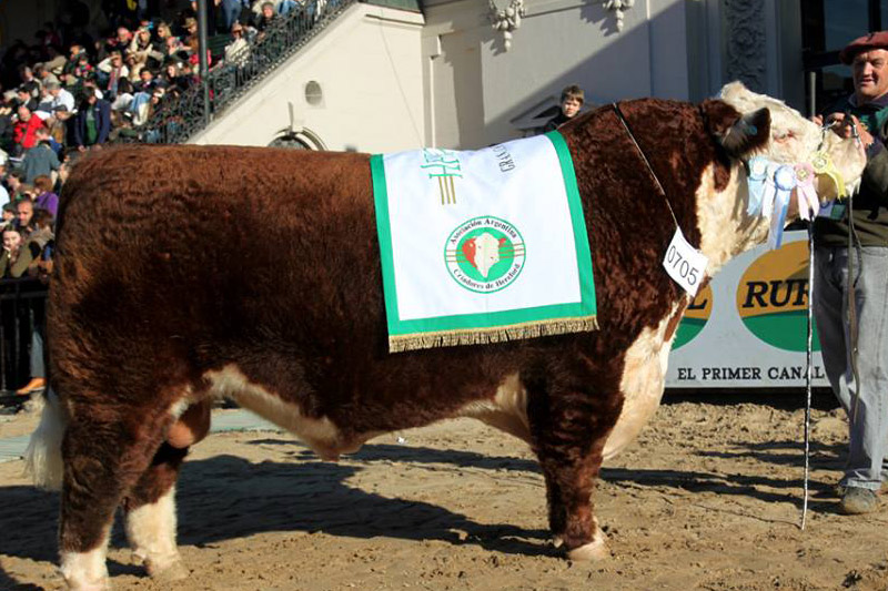 TOTO, Res. Gran Campeón Macho – Campeón 2 Años Menor