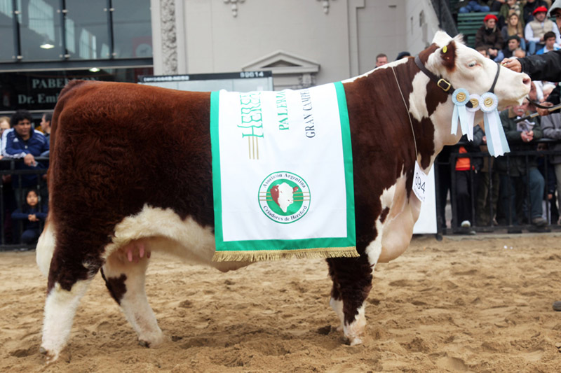 TRAVESÍA, Gran Campeón Hembra